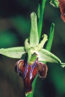Ophrys mammosa subsp. posteria