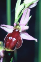 Ophrys konyana