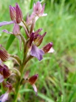 Anacamptis papilionacea subsp. palaestina