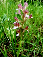 Anacamptis papilionacea subsp. palaestina