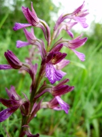 Anacamptis papilionacea subsp. palaestina