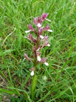 Anacamptis papilionacea subsp. palaestina