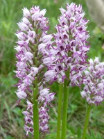 Orchis simia