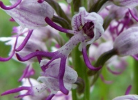 Orchis simia