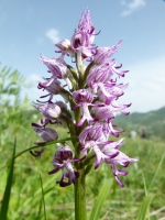 Orchis simia