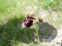 Ophrys sphegodes subsp. caucasica