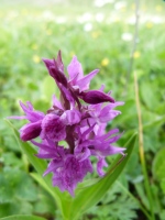 Dactylorhiza euxina var. markowitschii