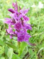 Dactylorhiza euxina var. markowitschii