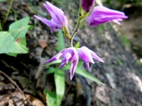 Cephalanthera rubra