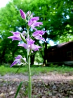 Cephalanthera rubra