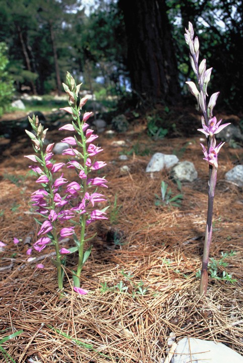 Orchideen der Türkei