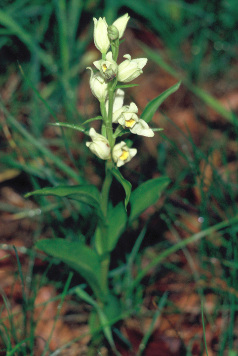 Cephalanthera damasonium