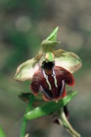 Ophrys hittitica