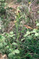 Ophrys hittitica