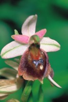 Ophrys lucis