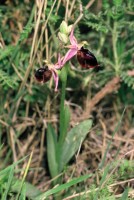 Ophrys ferrum-equinum