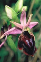 Ophrys ferrum-equinum