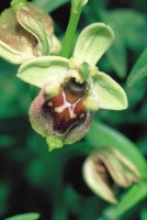 Ophrys bornmuelleri