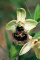 Ophrys bornmuelleri