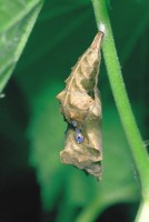 Polygonia c-album