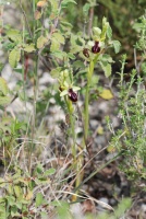 Ophrys mammosa