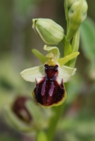 Ophrys mammosa