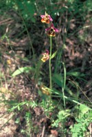 Ophrys holoserica subsp. maxima