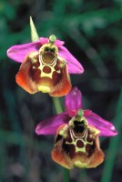 Ophrys holoserica subsp. maxima