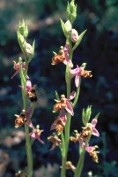 Ophrys oestrifera