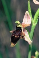 Ophrys oestrifera Sippe Kovada