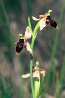 Ophrys oestrifera Sippe Kovada