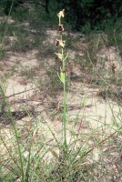 Ophrys oestrifera Sippe Kovada