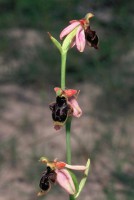 Ophrys oestrifera Sippe Kovada