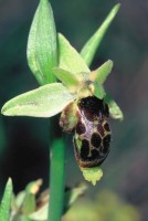 Ophrys oestrifera Sippe Kovada