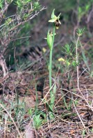 Ophrys oestrifera Sippe Kovada