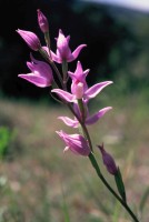 Cephalanthera rubra