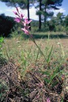 Cephalanthera rubra