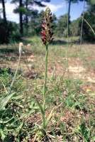 Anacamptis coriophora