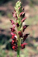 Anacamptis coriophora