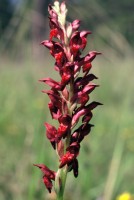 Anacamptis coriophora