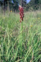 Anacamptis coriophora