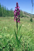 Anacamptis palustris