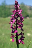 Anacamptis palustris