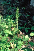 Listera ovata