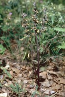 Epipactis microphylla