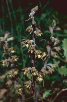 Epipactis microphylla