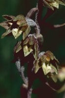 Epipactis microphylla