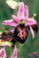 Ophrys lycia