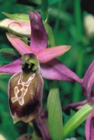 Ophrys lycia