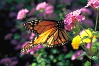 Danaus plexippus